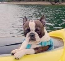 Dog in a boat