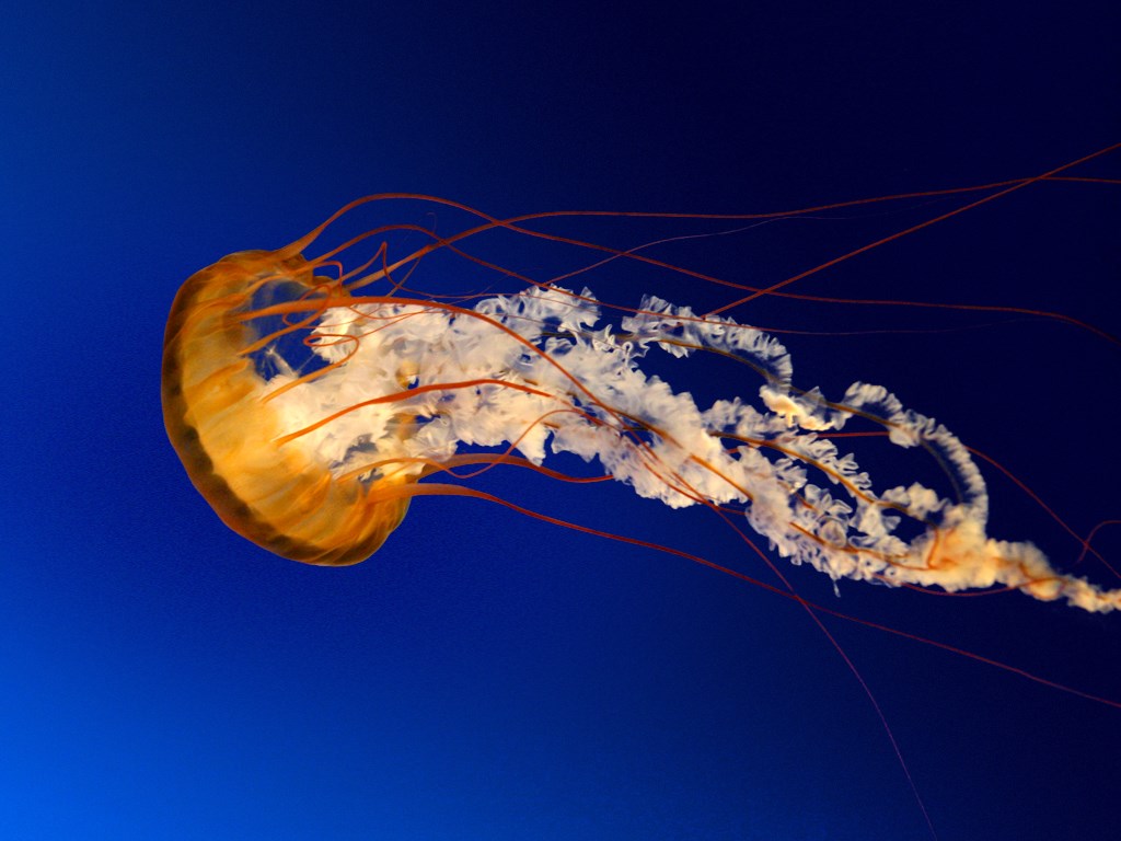 Jellyfish-1.jpg