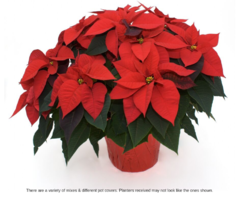 Poinsettia%20-%2010%20inch%20Red.png