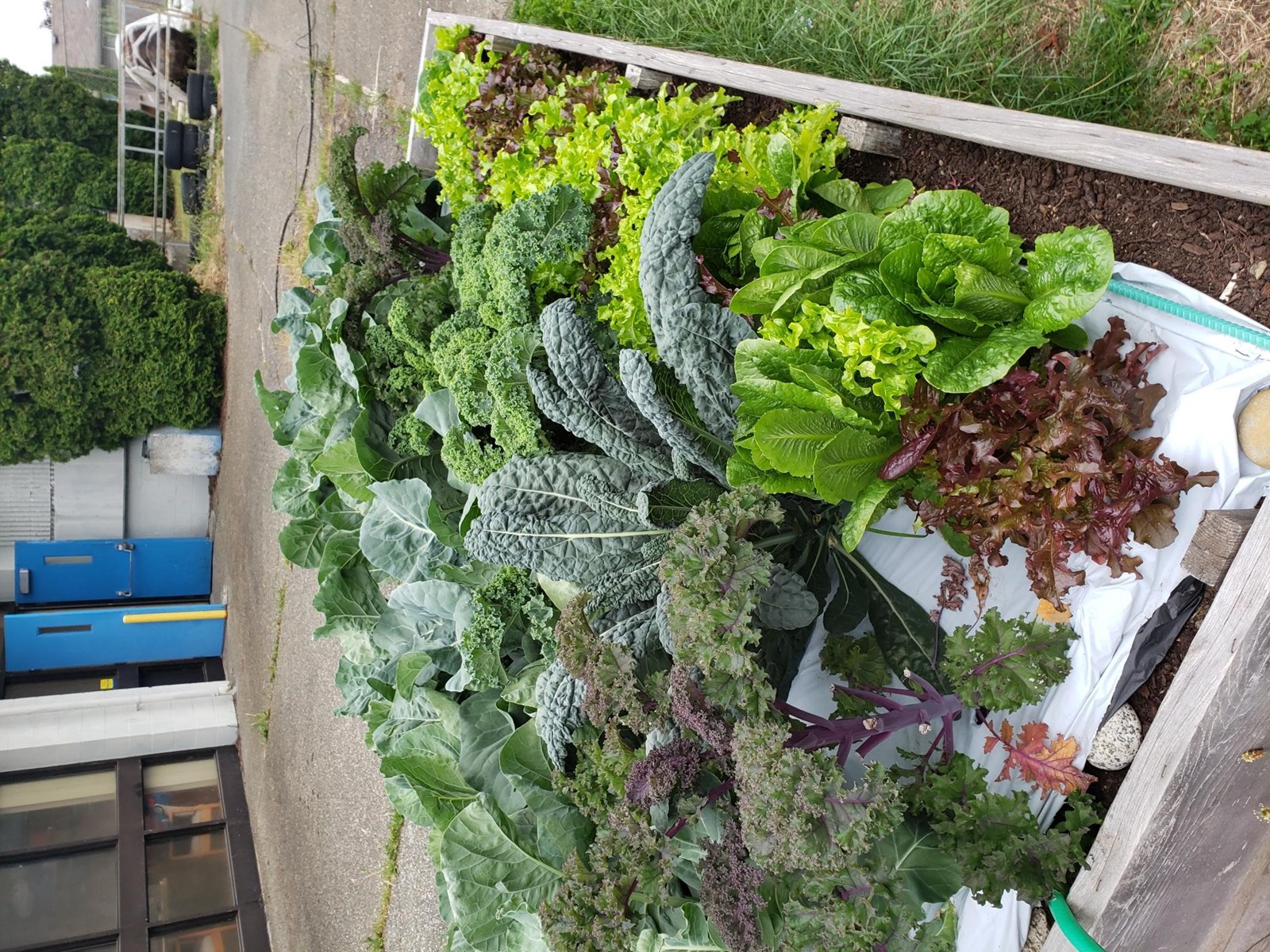 garden.jpeg.jpg