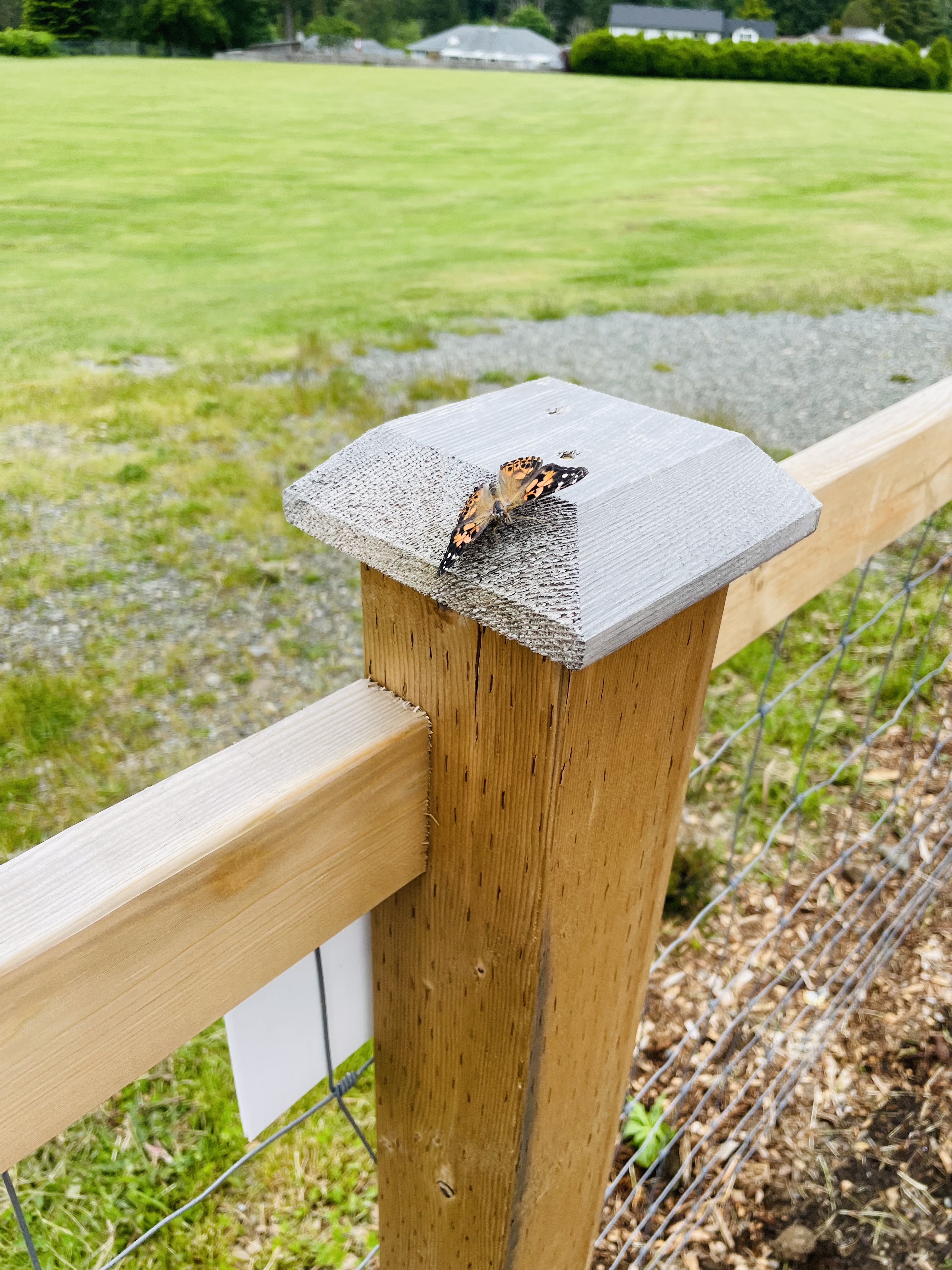 Kindergarten Butterfly 2.jpeg