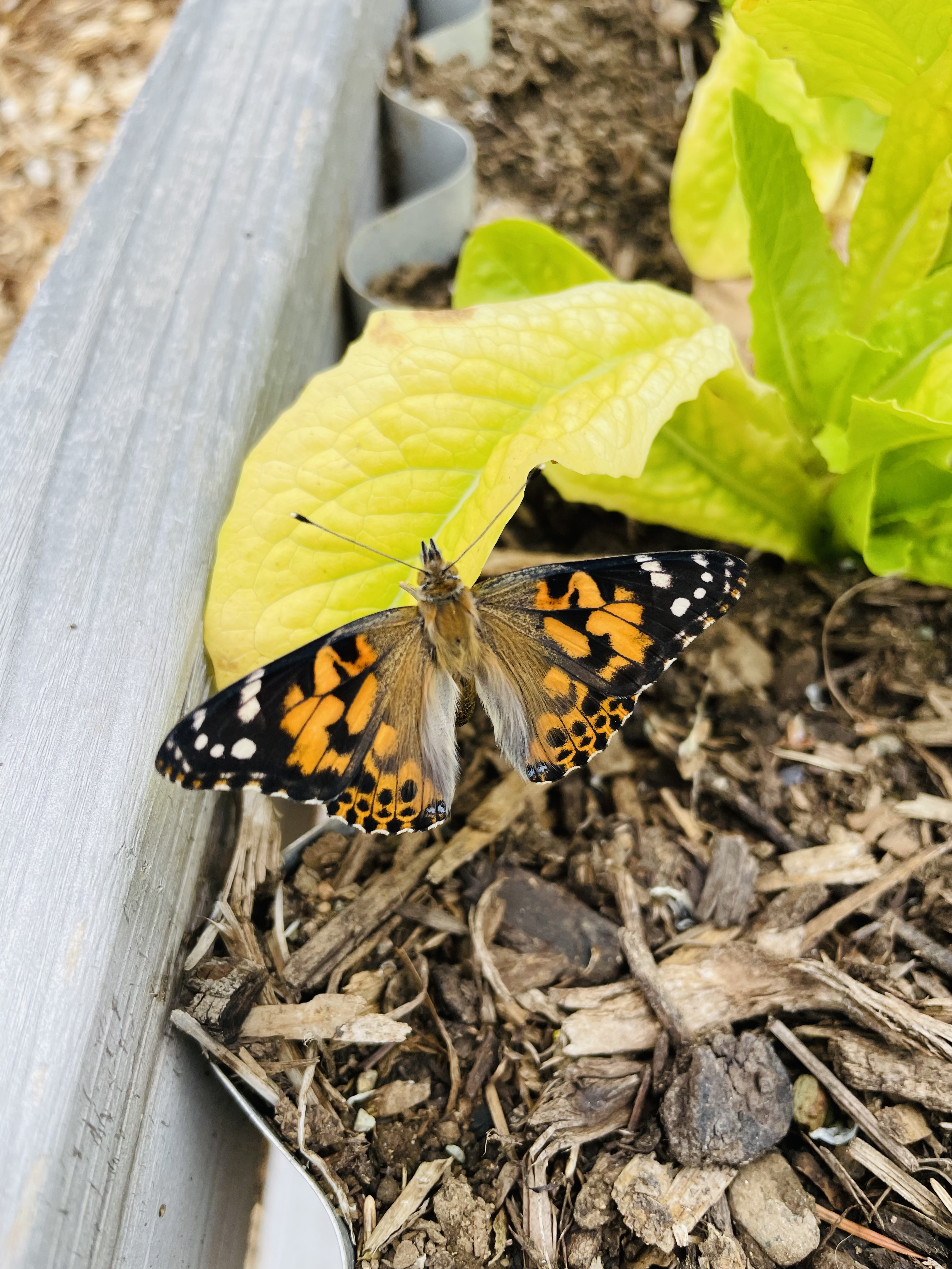 Kindergarten Butterfly 3.jpeg