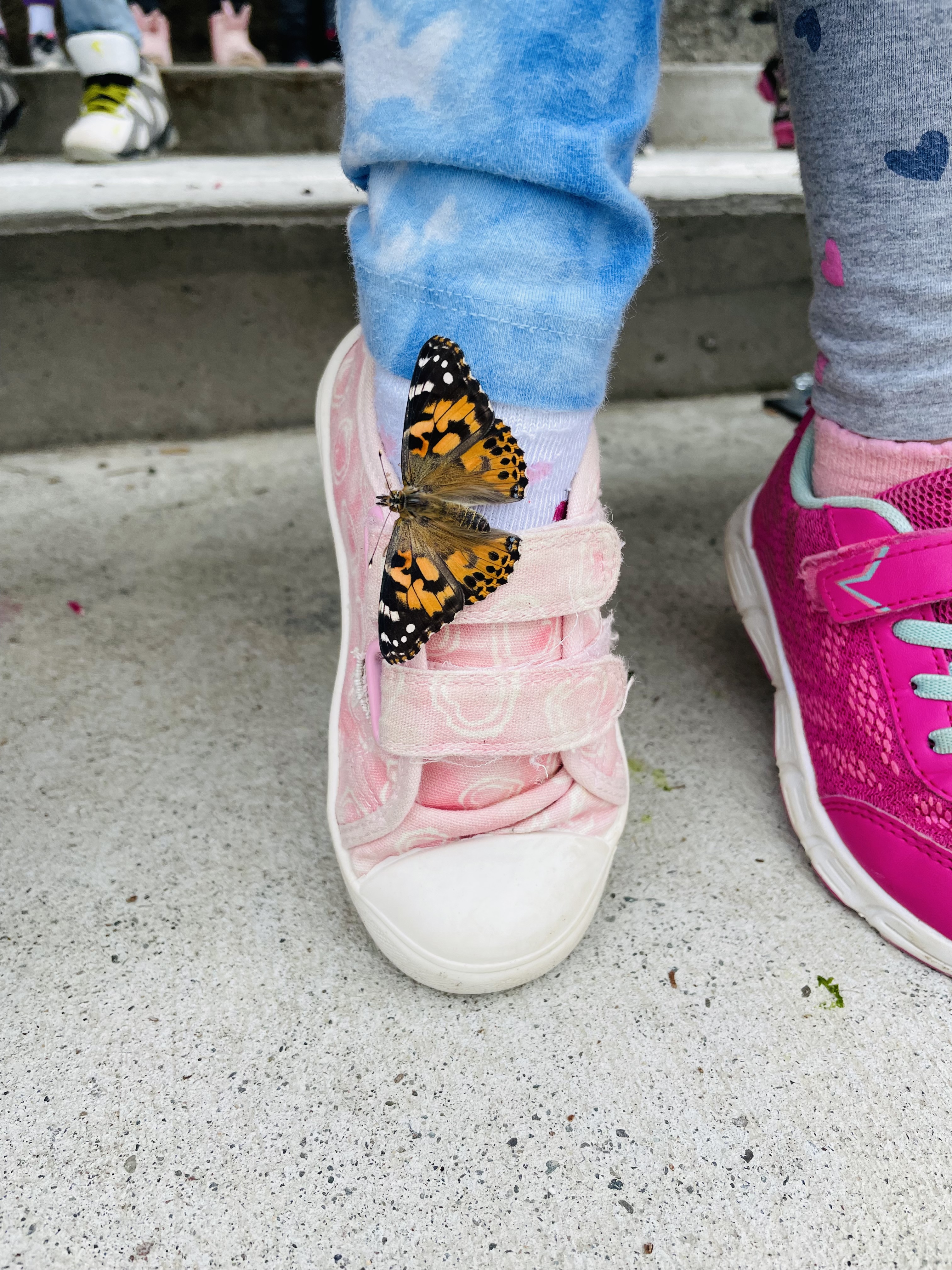 Kindergarten Butterfly 4.jpeg