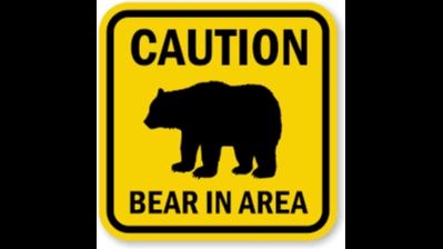 Bear in Area