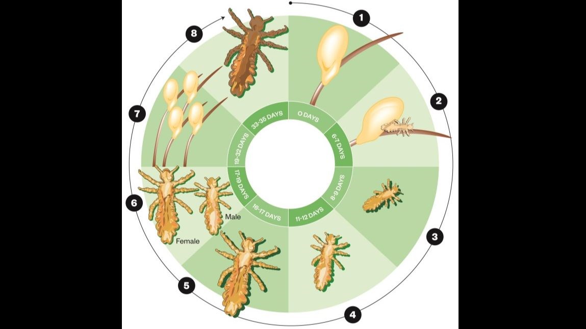 life-cycle-of-the-head-louse